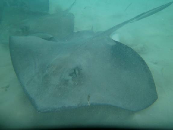 Muitas arraias em ponto conhecido de San Andrés, ilha no caribe colombiano